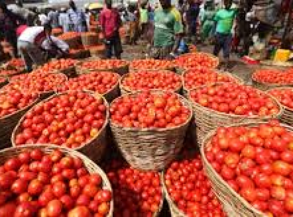 Tomato price hike, scarcity caused by Ebola – Agriculture minister